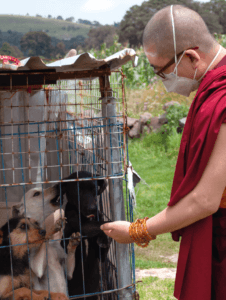 san cristobal metta-04